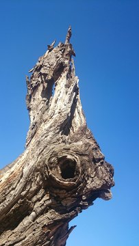 Tronco viejo
