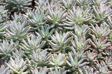 Fototapeta premium sedum sp. crassulaceae