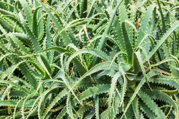Green plant Aloe Vera
