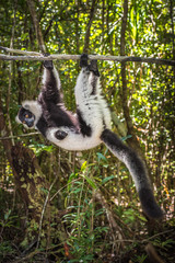 Black-and-white ruffed lemur of Madagascar