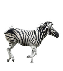 Fototapeta na wymiar Watercolor Image Of Zebra