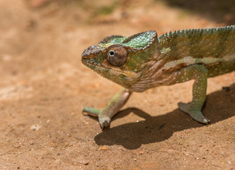 Naklejka na ściany i meble Colorful chameleon of Madagascar
