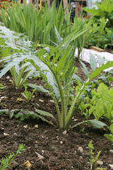 Obraz premium Cardons