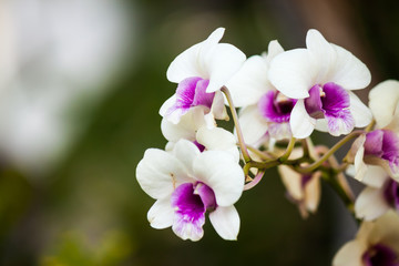 Fototapeta na wymiar beautiful orchid in garden