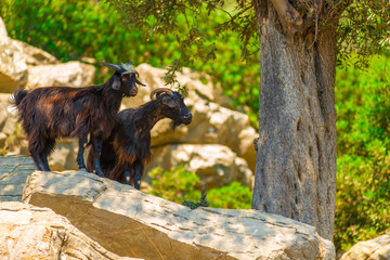 two mountain goat in natural environment