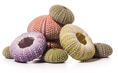 Sea Hedgehogs shells isolated on  white Background