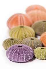 Sea Hedgehogs shells isolated on  white Background