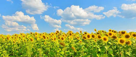 Sunflower background