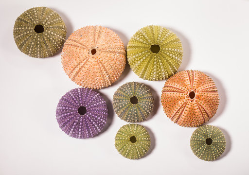 Sea Hedgehogs shells isolated on  white Background