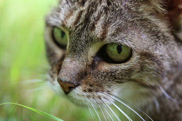 Chat