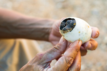 from the egg there is a small cub
