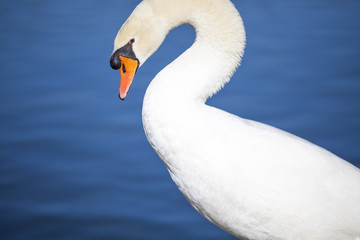 Cygne