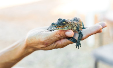 alligator a human hand