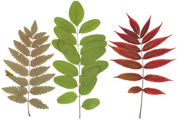 Leaves of various flowers  and trees