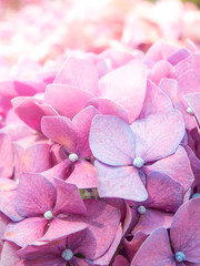 Pink Hydrangea