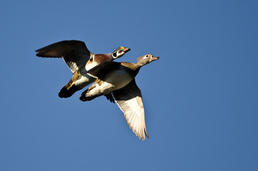 Pair of Wood Ducks Flying in a Blue Sky