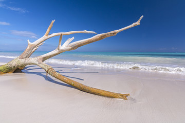 Drift wood on tropical beach - obrazy, fototapety, plakaty