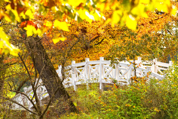 Herbstdetail im Park