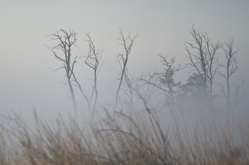 Tree Snags on a Foggy Silent Autumn Morning in the Marsh