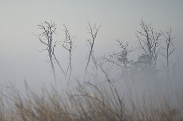 Obraz premium Tree Snags on a Foggy Silent Autumn Morning in the Marsh