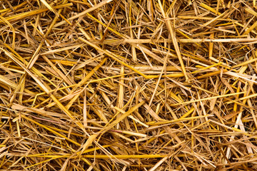 Golden hay straw texture