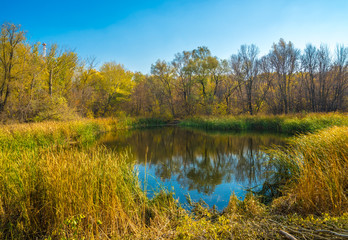 Obraz premium Lake in an autumn forest.
