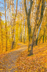 Obraz premium All colors of autumn.