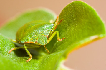 Green stink bug Palomena prasina