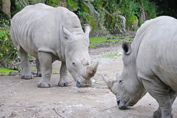 Two white rhinoceros