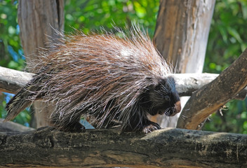 North American porcupine