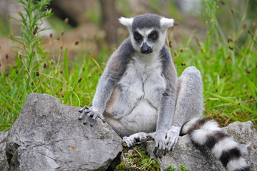 Ring-tailed lemur