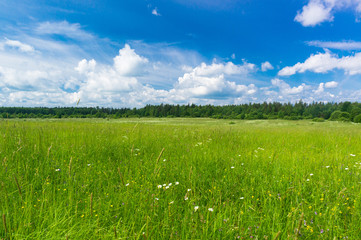 Fresh Landscape Scenic View