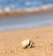 On the Shore By the Sea