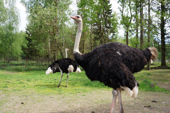 African ostrich in the paddock
