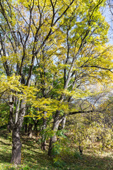 Fototapeta premium Nice autumnal scene with trees