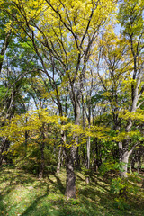 Yellow trees in autumn forest