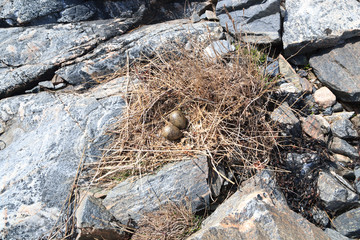 Nest of the Common Gull (Larus canus)