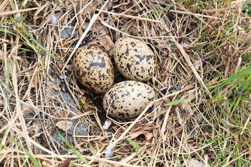 Nest of the Common Gull (Larus canus)