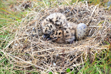 Nest of the Common Gull (Larus canus)