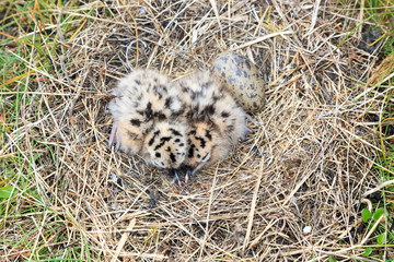 Nest of the Common Gull (Larus canus)