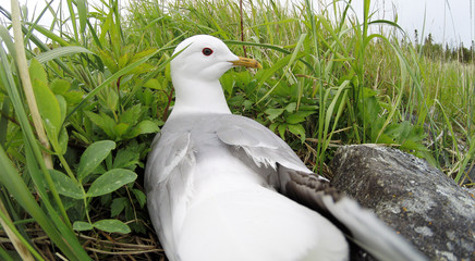 Nest of the Common Gull (Larus canus)