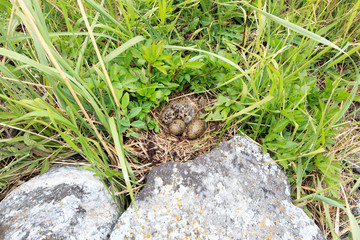Nest of the Common Gull (Larus canus)