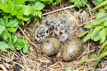 Nest of the Common Gull (Larus canus)