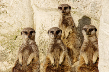 famille de suricat