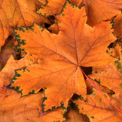 Naklejka na ściany i meble orange maple leaves in fall
