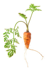 Fresh carrots with green tops isolated on white background