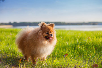 Pomeranian puppy on grass