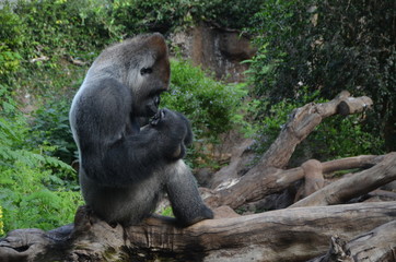 Gorilla