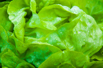 Closeup on fresh wet lettuce in the garden