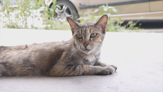 Adorable old cat laying on cement floor